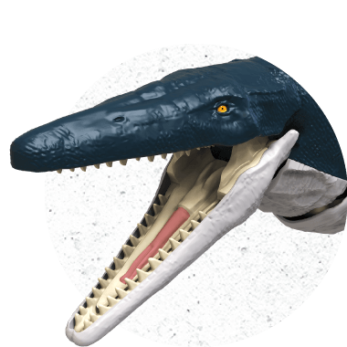 Mosasaurus